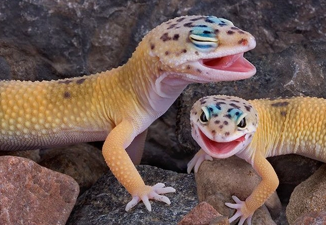 pet for 10 year old beginner