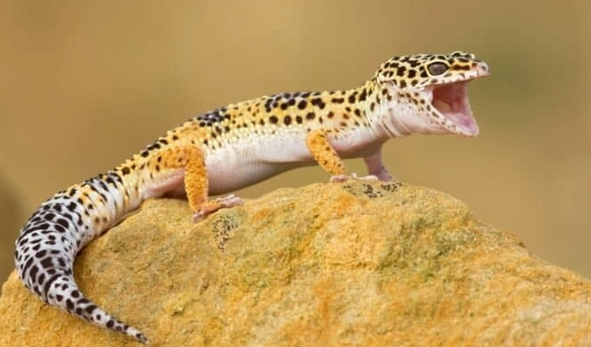 leopard gecko good pet for child