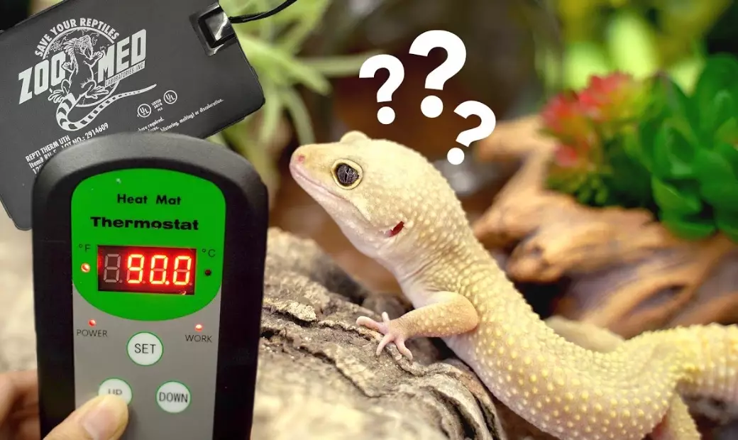 leopard gecko night heat lamp leopard gecko night heat lamp