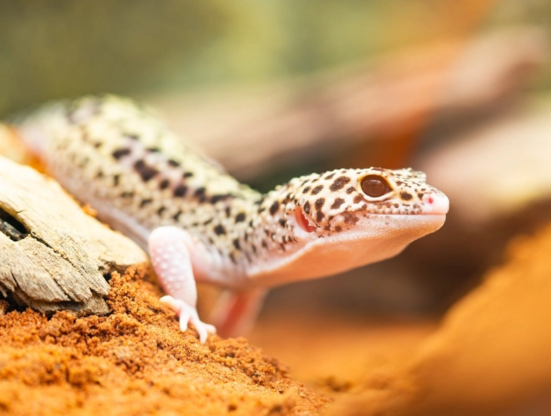 pet for 10 year old beginner