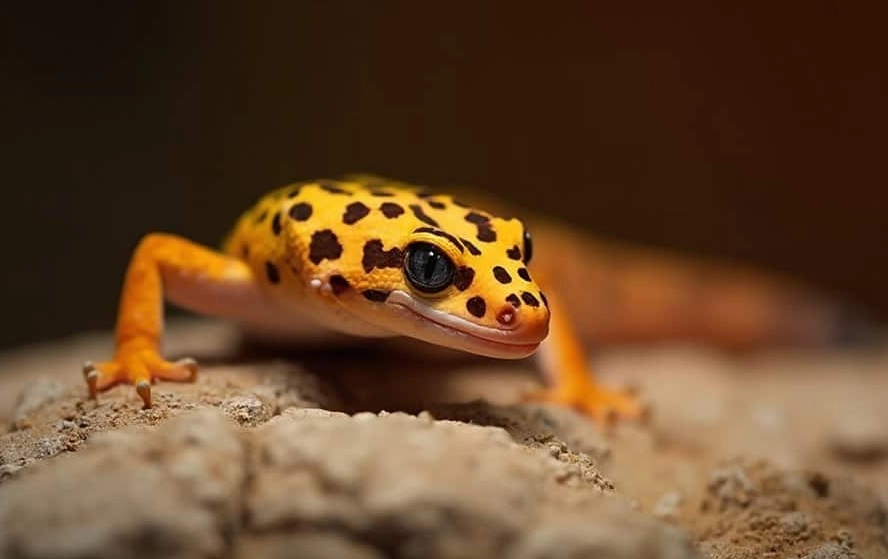 leopard gecko night light