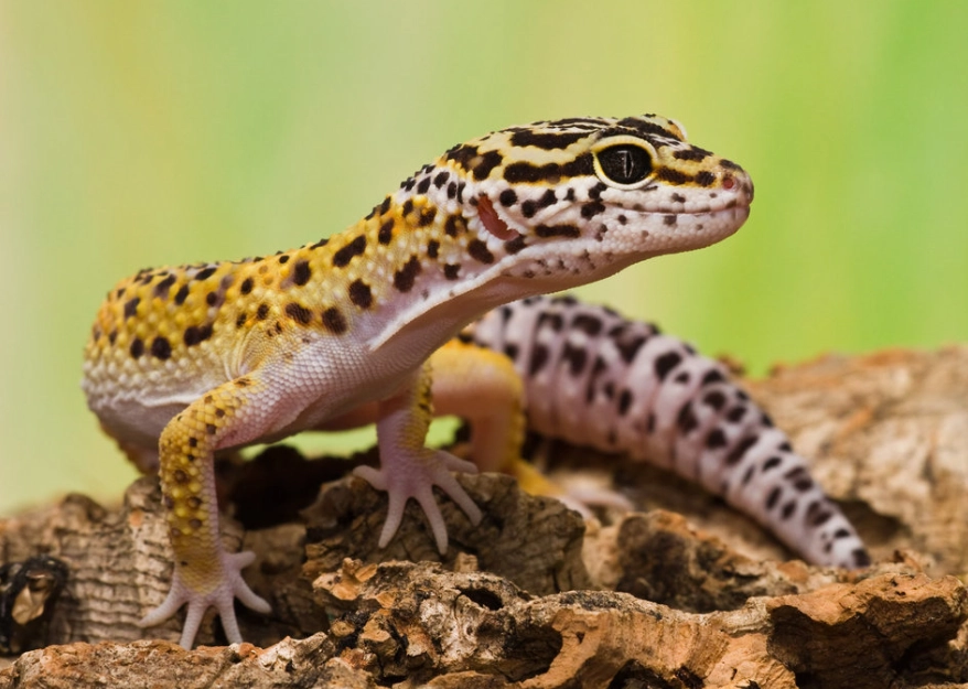 leopard gecko night heat lamp leopard gecko night heat lamp
