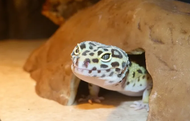 leopard gecko heating