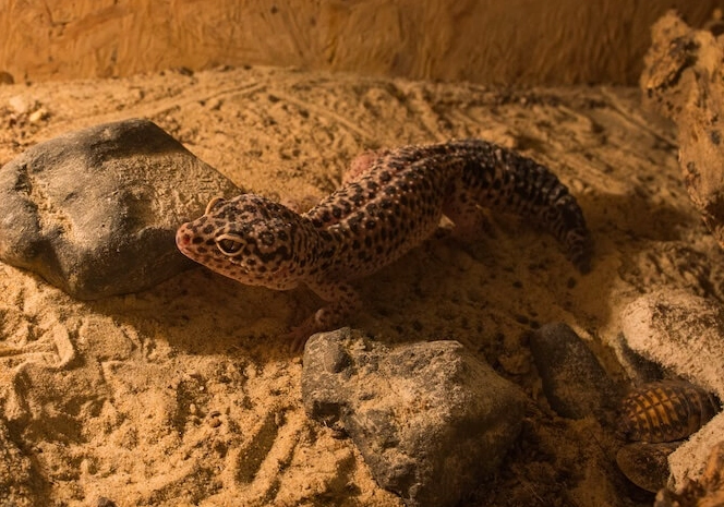 leopard gecko night heat