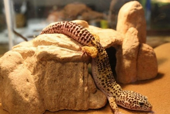 do leopard geckos need heat at night do leopard geckos need heat at night