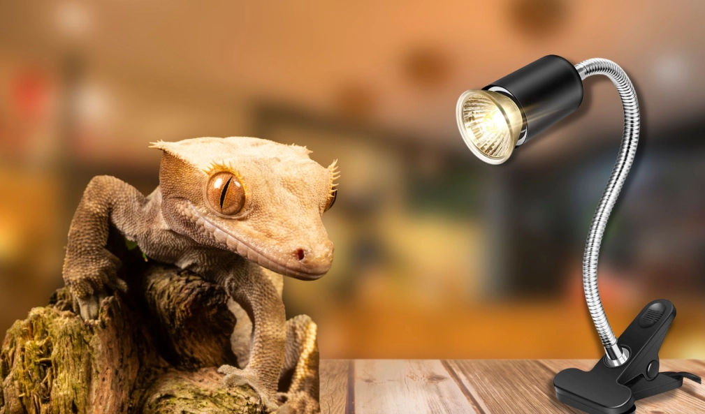 leopard gecko temperature requirements leopard gecko temperature requirements