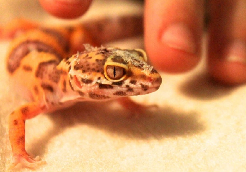 do leopard geckos need heat at night do leopard geckos need heat at night