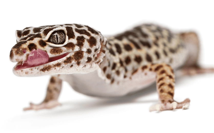 easy reptile pet for kids