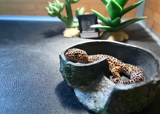leopard gecko heating
