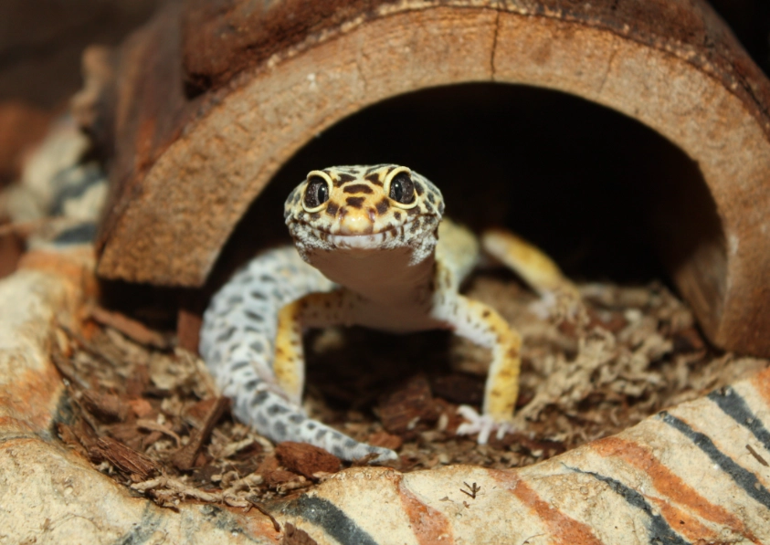 leopard gecko temperature requirements leopard gecko temperature requirements