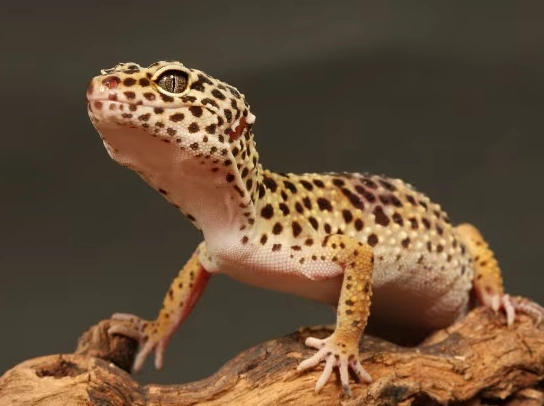 leopard gecko good pet for child