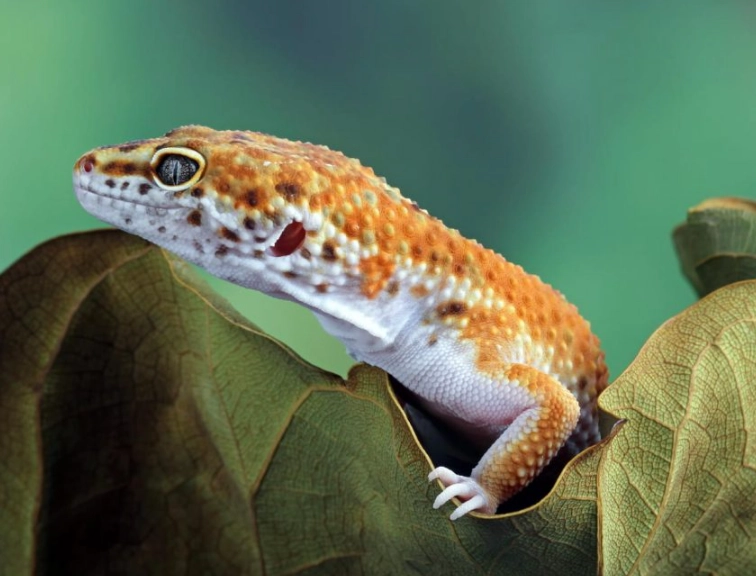 how long do leopard geckos live how long do leopard geckos live
