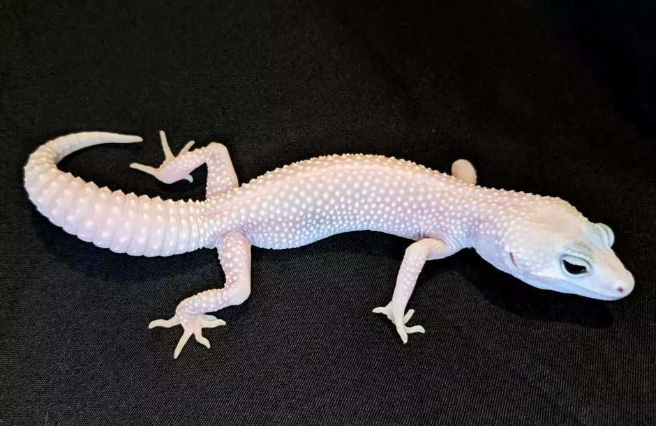 leopard gecko blizzard