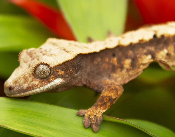 crested gecko care crested gecko care