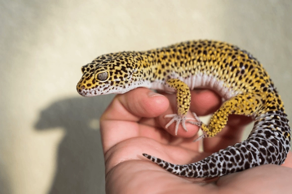leopard gecko care leopard gecko care