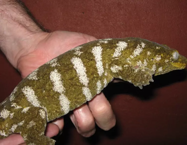 rhacodactylus leachianus care rhacodactylus leachianus care