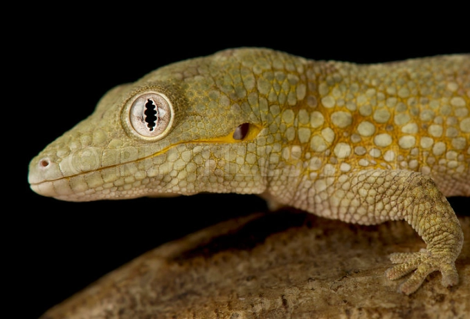 chameleon gecko care