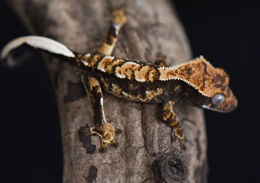 crested gecko care crested gecko care