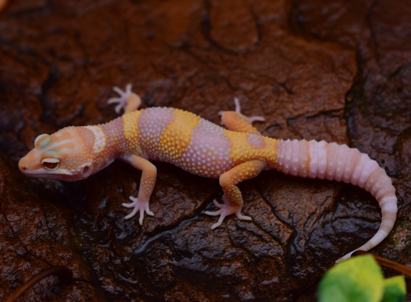 leopard gecko morphs