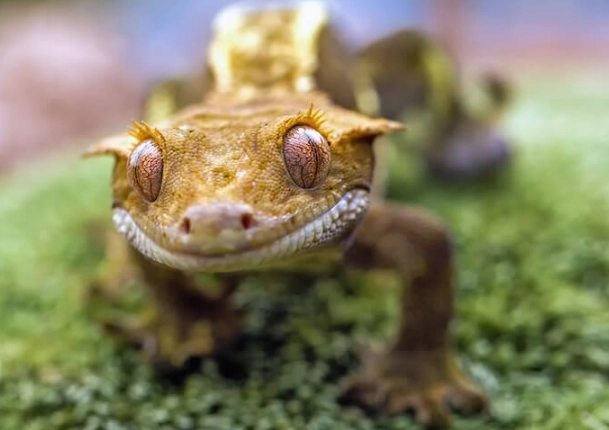 how long do crested geckos live