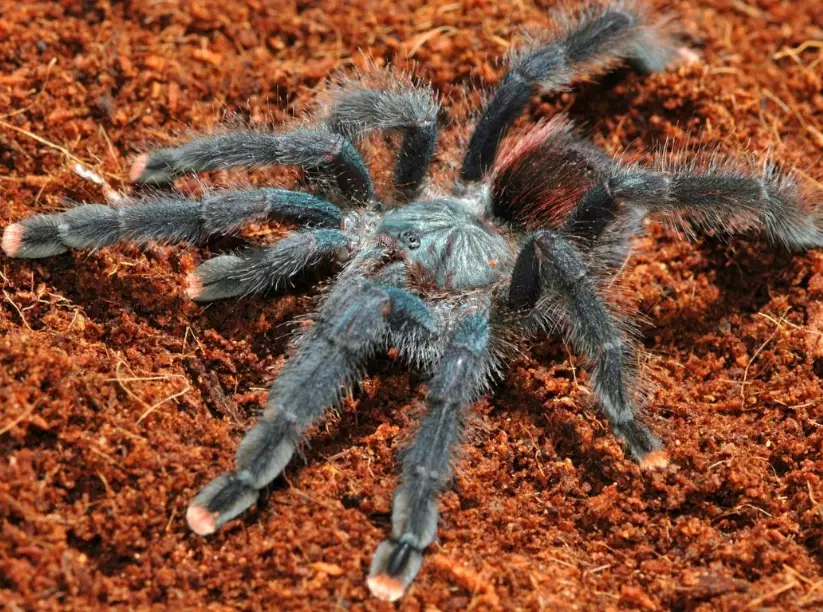 pet tarantula types pet tarantula types