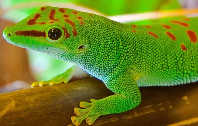 day gecko care
