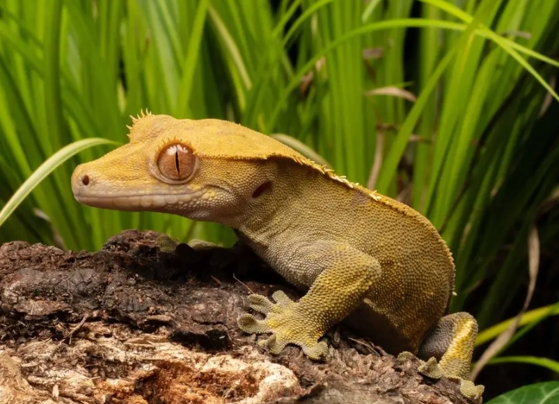 crested gecko care