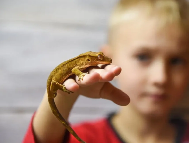 how long do crested geckos live