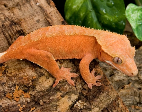 crested gecko diet