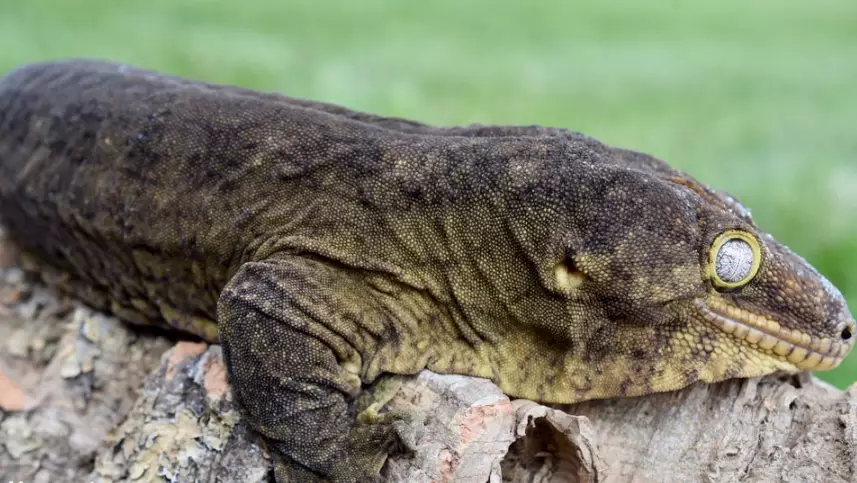giant gecko habitat setup giant gecko habitat setup
