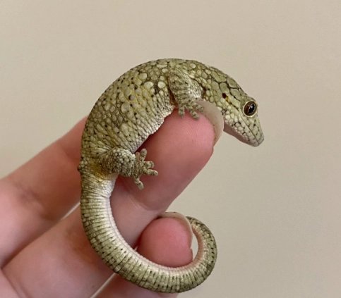 chameleon gecko care