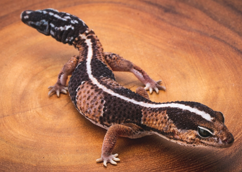 fat tail gecko habitat