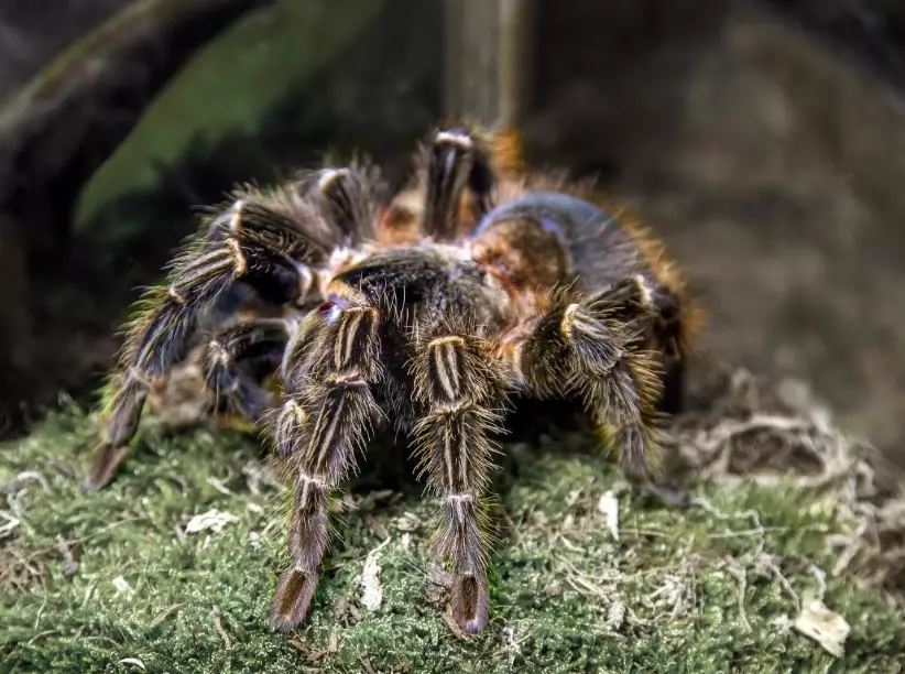 pet tarantula types pet tarantula types