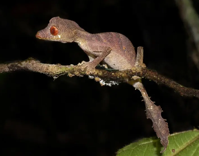 satanic leaf-tailed gecko care