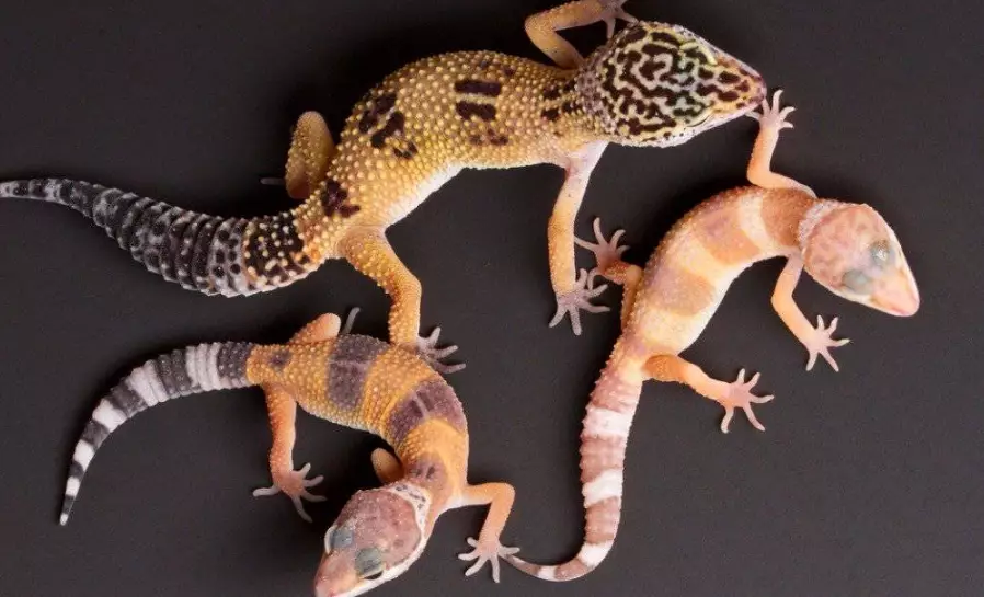 leopard gecko morphs leopard gecko morphs