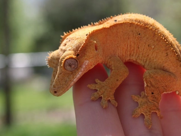 crested gecko setup