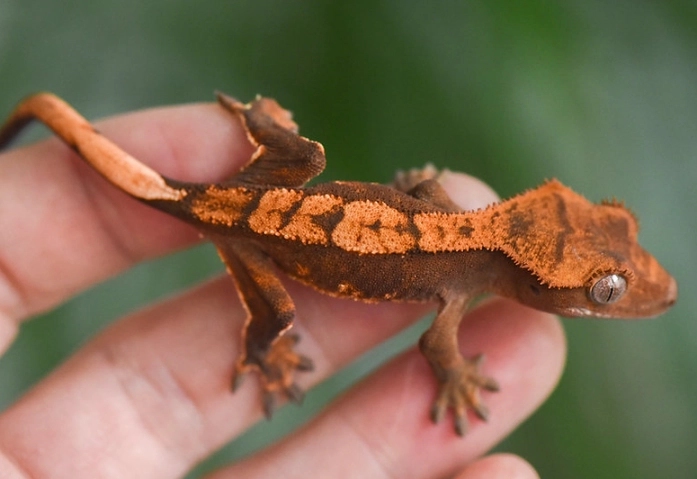 crested gecko care crested gecko care