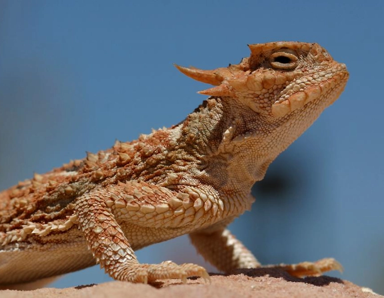 horned gecko care