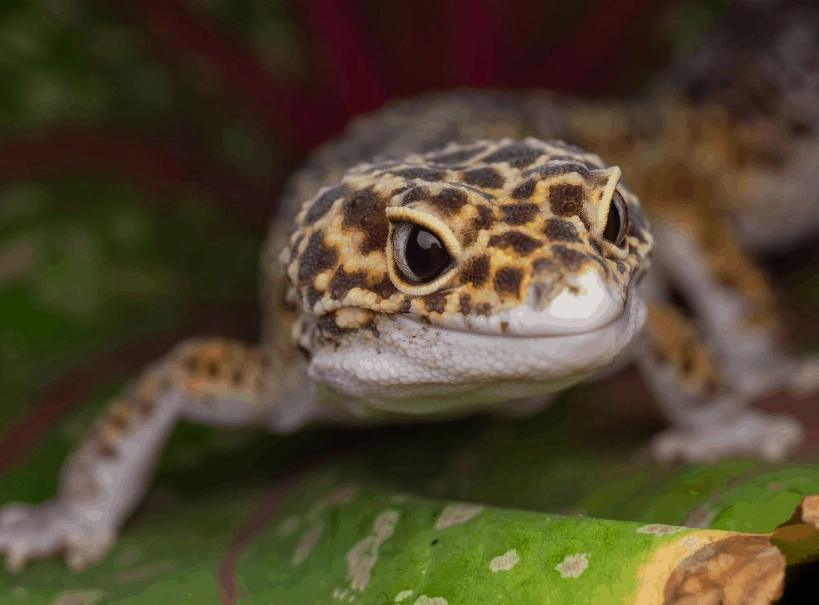 leopard gecko care leopard gecko care