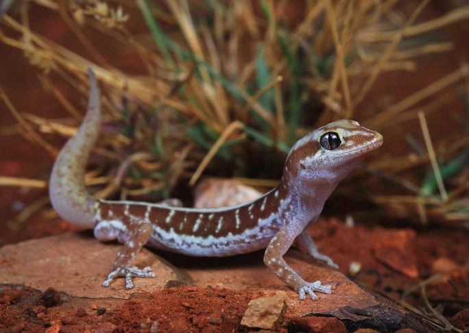 striped gecko care