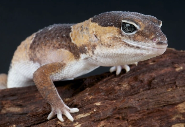 fat tail gecko habitat