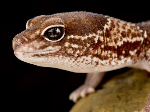 african fat-tailed gecko care