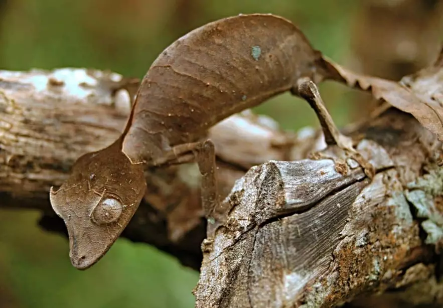 Uroplatus phantasticus