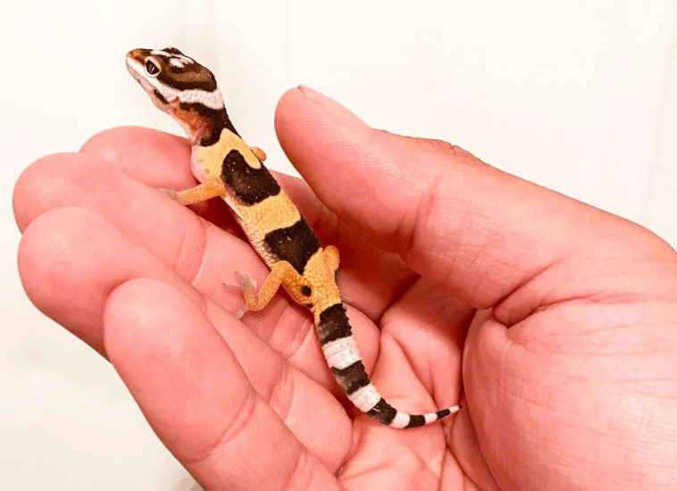 baby leopard gecko care