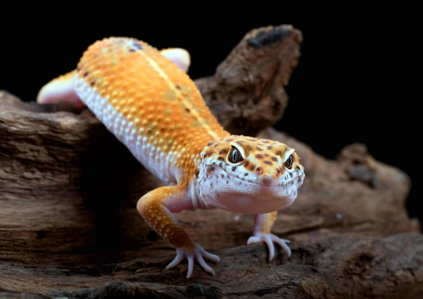 fancy leopard gecko care fancy leopard gecko care