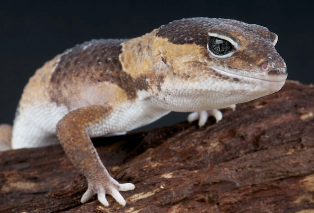 African fat tailed gecko