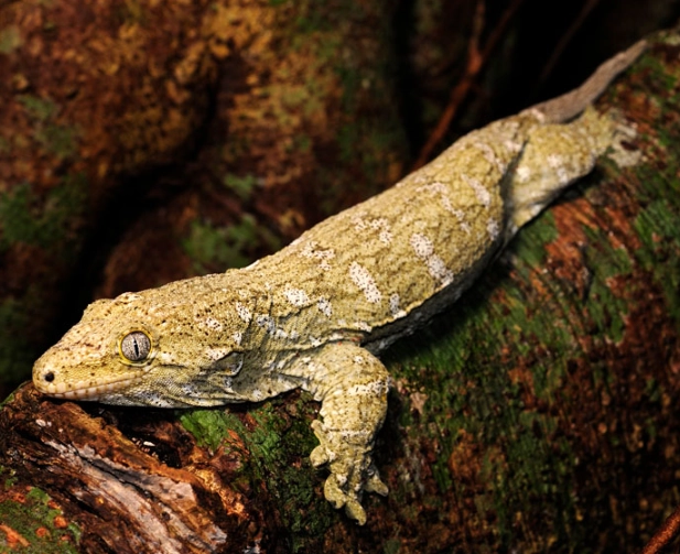 giant gecko habitat setup giant gecko habitat setup