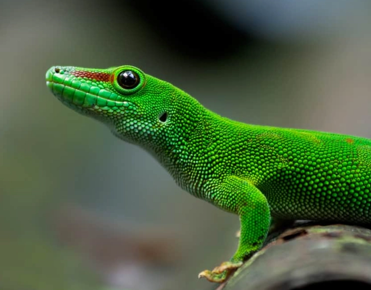 day gecko care