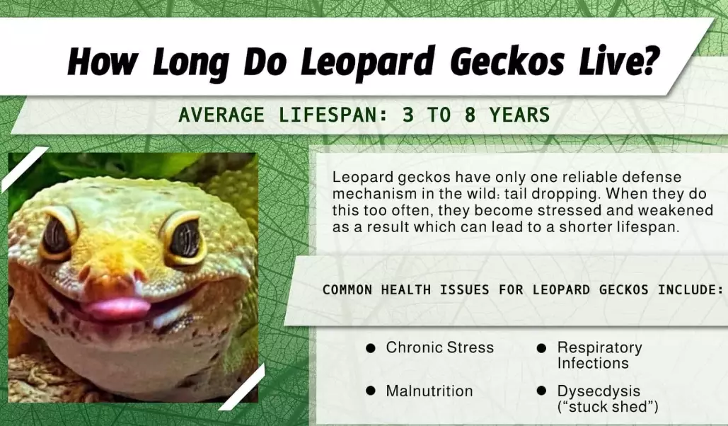 leopard gecko lifespan leopard gecko lifespan