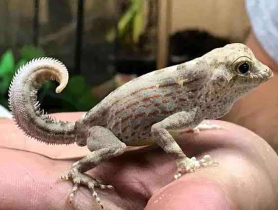 scorpion tailed gecko for sale